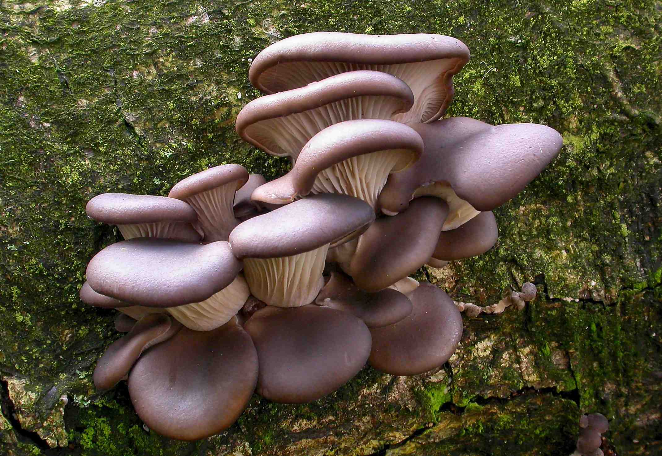 Kit champignon Pleurote - Pleurotus ostreatus