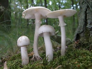 Amanite printanière: champignons mortels