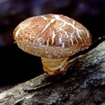 culture de champignons