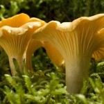 culture de champignons