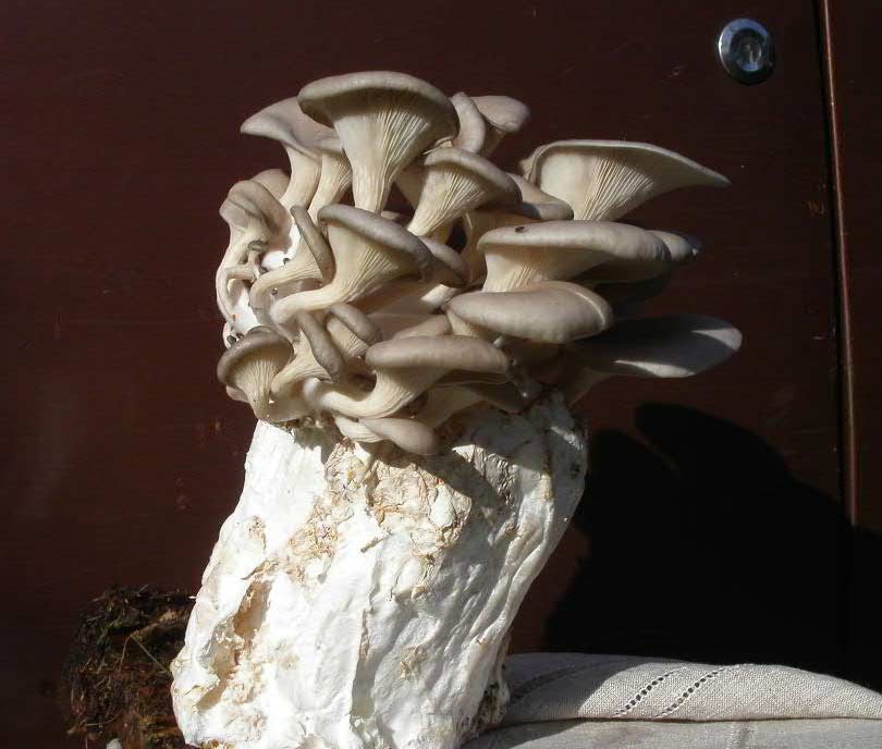 Sur quoi pouvez-vous pour faire pousser des champignons?