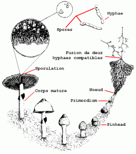 cycle de croissance des champignons