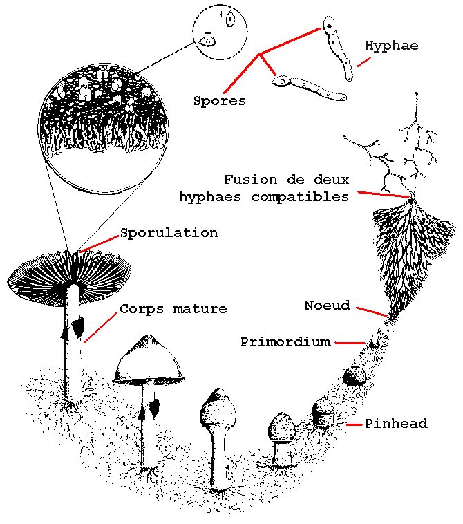 champignons et végétation. champignon de reproduction. mycélium et
