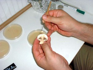 prélevement tissu champignons