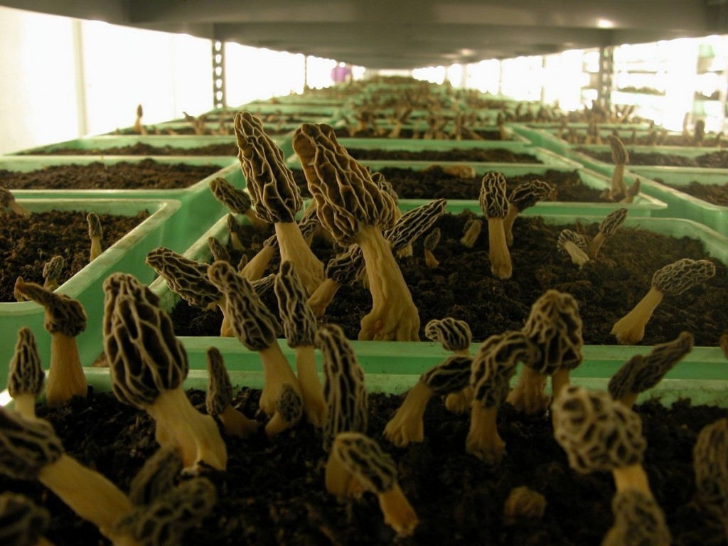 La culture des morilles: obtention du mycélium