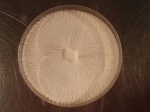 mycélium rhizomorphique après sélection et isolation