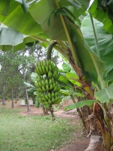 recycler feuilles de bananier