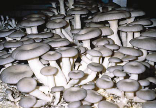 Livres Gratuits Sur La Culture Des Pleurotes Et Du Shiitake Livres Gratuits Sur La Culture Des Pleurotes Et Du Shiitake