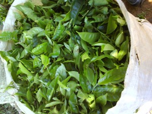 recyclage des feuilles de thé