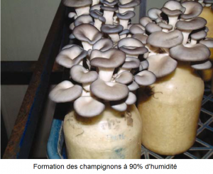 Formation des champignons sous une forte humidité