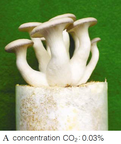 Mushroom Growers Handbook 1