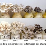 influence de la température sur la couleur du champignon
