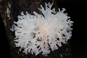 tremella fuciformis