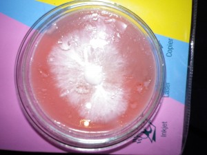 Mycélium contaminé sur gélose