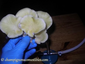 Récolte de Pleurotus citrinopileatus