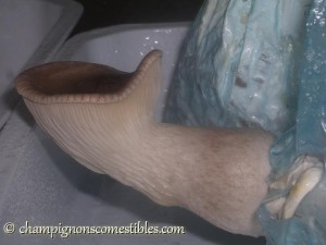 Culture de champignon: pleurote du panicaut