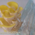 Pleurote jaune sur copeaux de hêtre