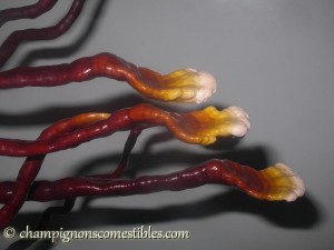 Fruitaison Ganoderma lucidum sur copeaux de bois (hêtre)