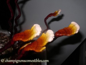 Culture de Reishi (Ganoderma lucidum)sur copeaux de hêtre