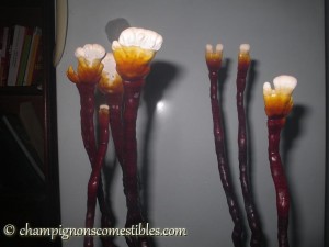 Fruitaison Reishi (Ganoderma lucidum)