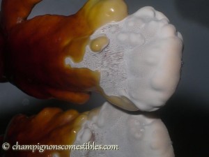 Copeaux de hêtre colonisés par Ganoderma lucidum (Reishi)