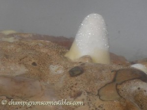 Fructification Reishi (Ganoderma lucidum)