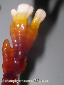 Macro Reishi (Ganoderma lucidum)