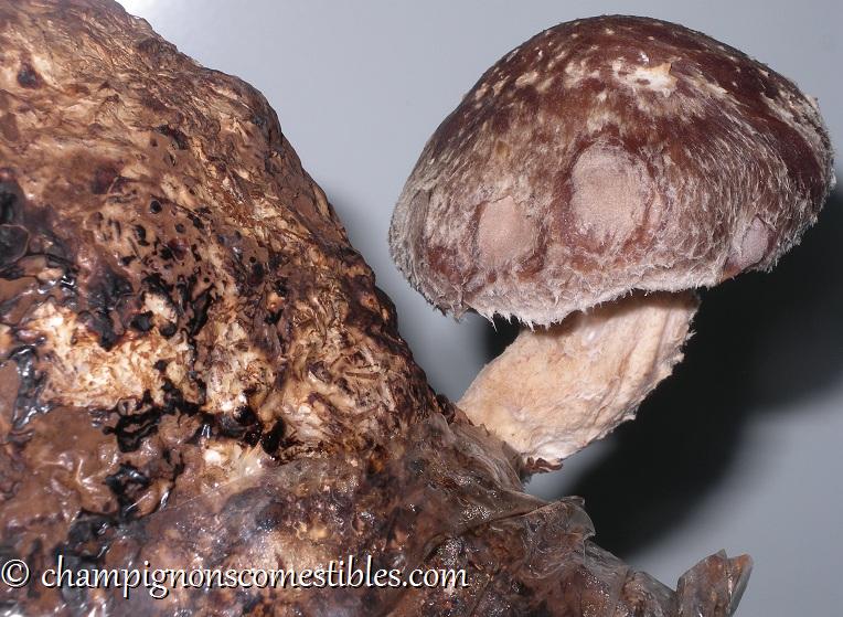 Le shiitaké [Lentinula edodes] - Cultiver les champignons