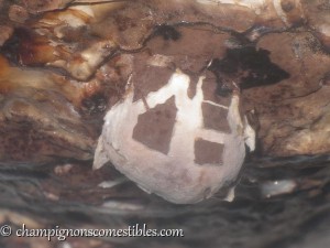 Primordium lentin du chêne sur sciure