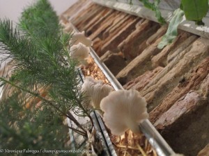 Art et culture de champignon