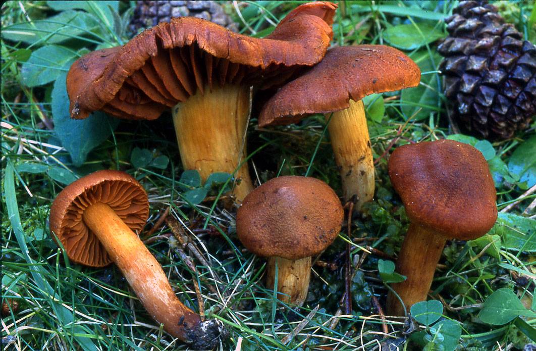 Cortinaire couleur rocou ou cortinarius orellanus