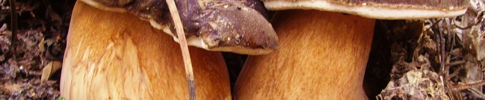 Boletus aerus
