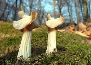 Helvella crispa