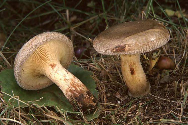 Paxille enroulé ou paxillus involtus
