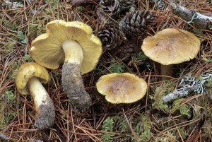 tricholome équestre ou tricholoma flavovirens