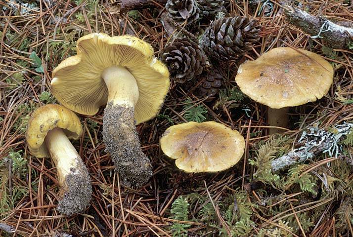 tricholome équestre ou tricholoma flavovirens