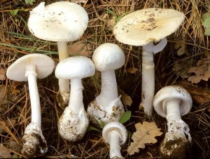 amanite printanière ou amanita verna