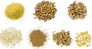 champignons comestibles