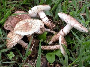 Lepiota brunneoincarnata - lepiote brune
