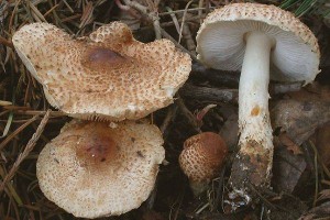 lepiota-helveola-lepiote-brunâtre