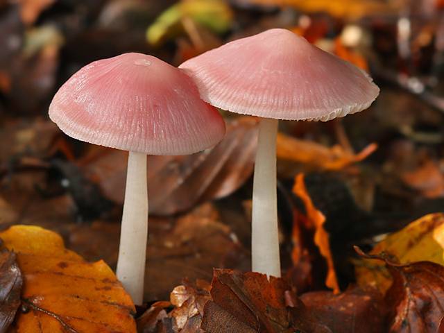mycena rosea