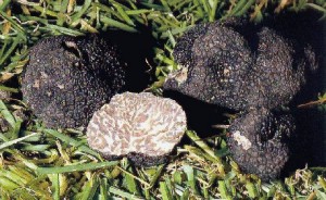 truffe musquée ou tuber brumale