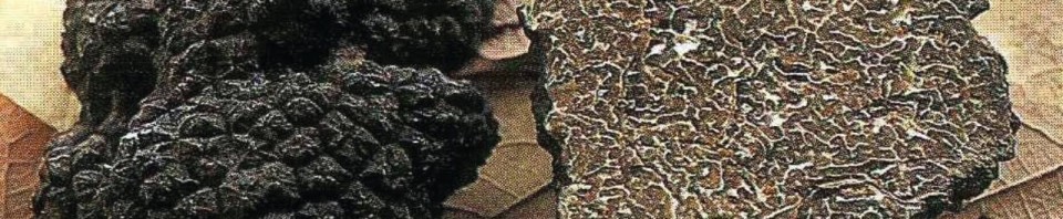 La truffe de bourgogne