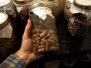 Chevilles inoculées