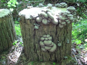 Culture de pleurotes: récolte