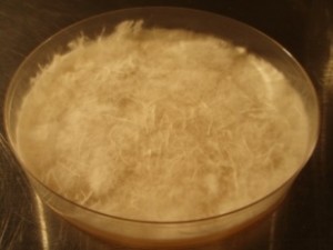 Sauver une souche de mycélium