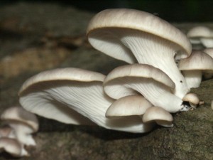 pleurotus pulmonarius
