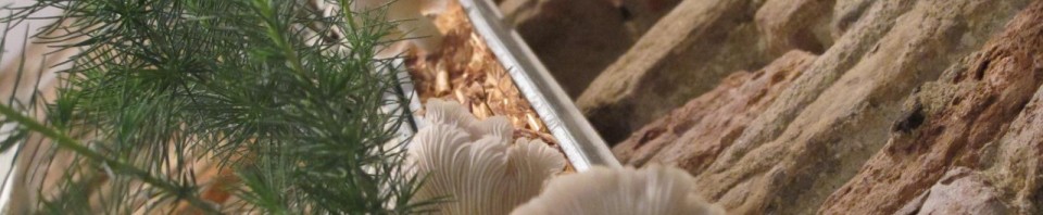 Art et culture de champignon