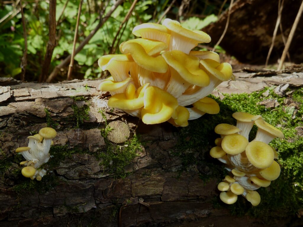 Touffe de pleurotes jaunes (Pleurotus citrinopileatus) cultivés sur une bûche de bois