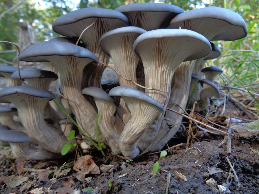 Pleurotes bleus (Pleurotus columbinus) aux chapeaux gris bleuté poussant en touffe